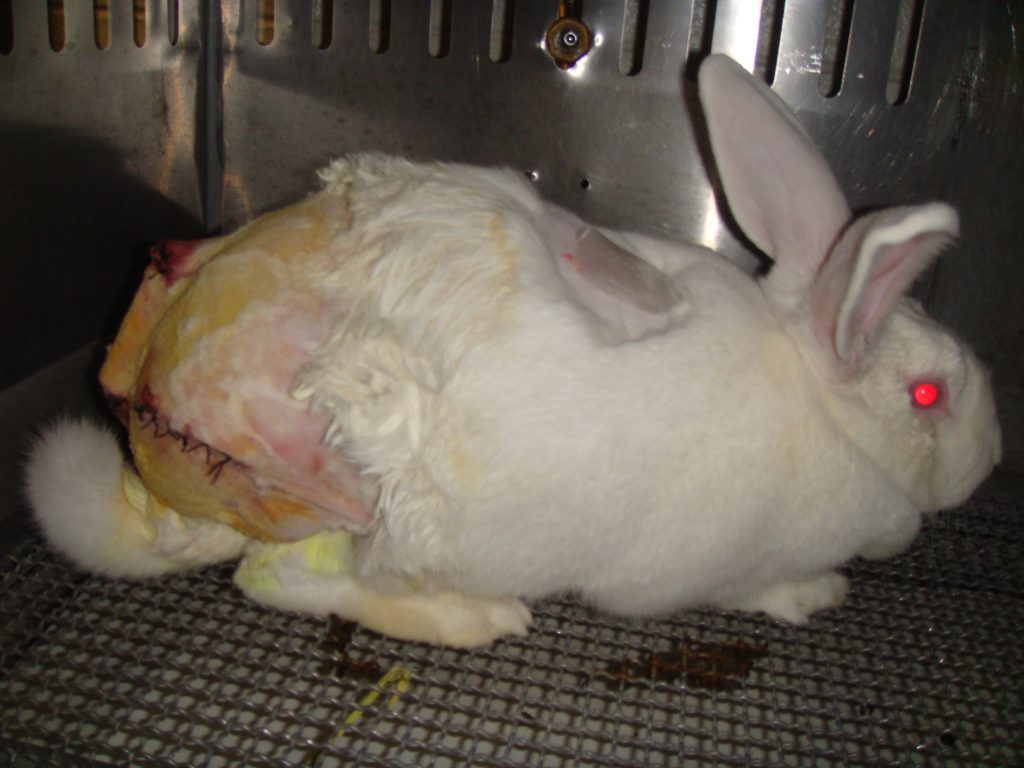 A mutilated rabbit at the University of Utah. 