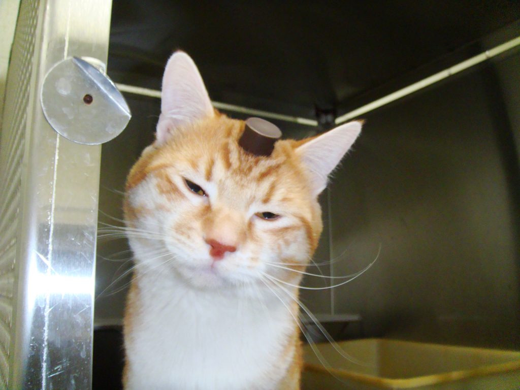 Robert, a cat at the University of Utah laboratory