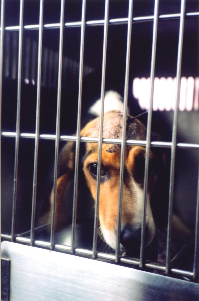 Because of their docile temperament, beagles are the most frequent breed of dog found in laboratories. 