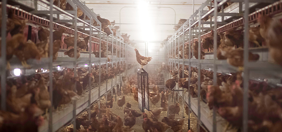 Hens on a "cage-free" farm in Utah. 
