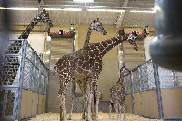 Giraffes at Hogle Zoo are confined to a warehouse-like building during Utah's cold winter months.